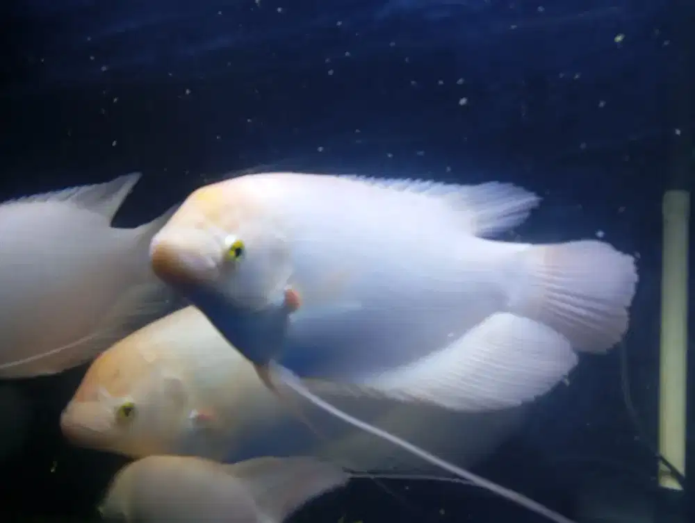 Gurame Padang size 30cm