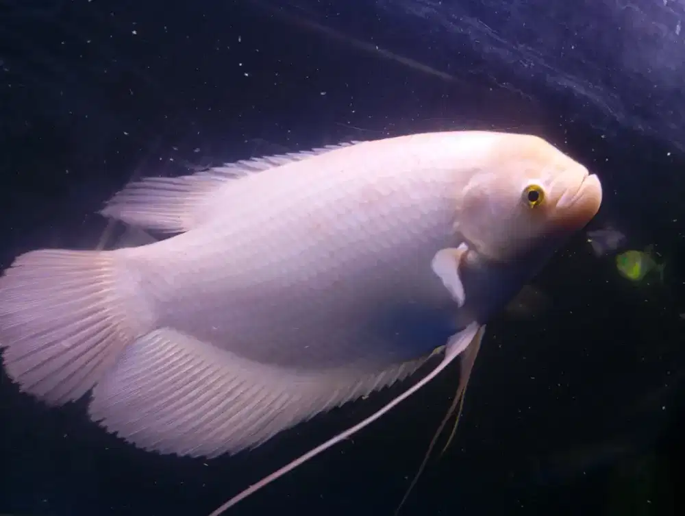 GURAME PADANG SIZE 50CM