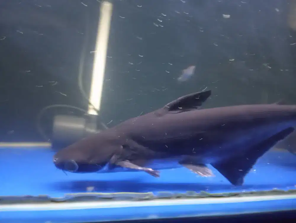 Patin Hitam size 50cm