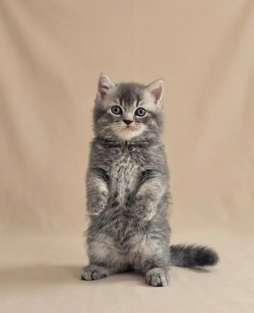BSH Scottish Straight Blue Tabby Jantan Line Import
