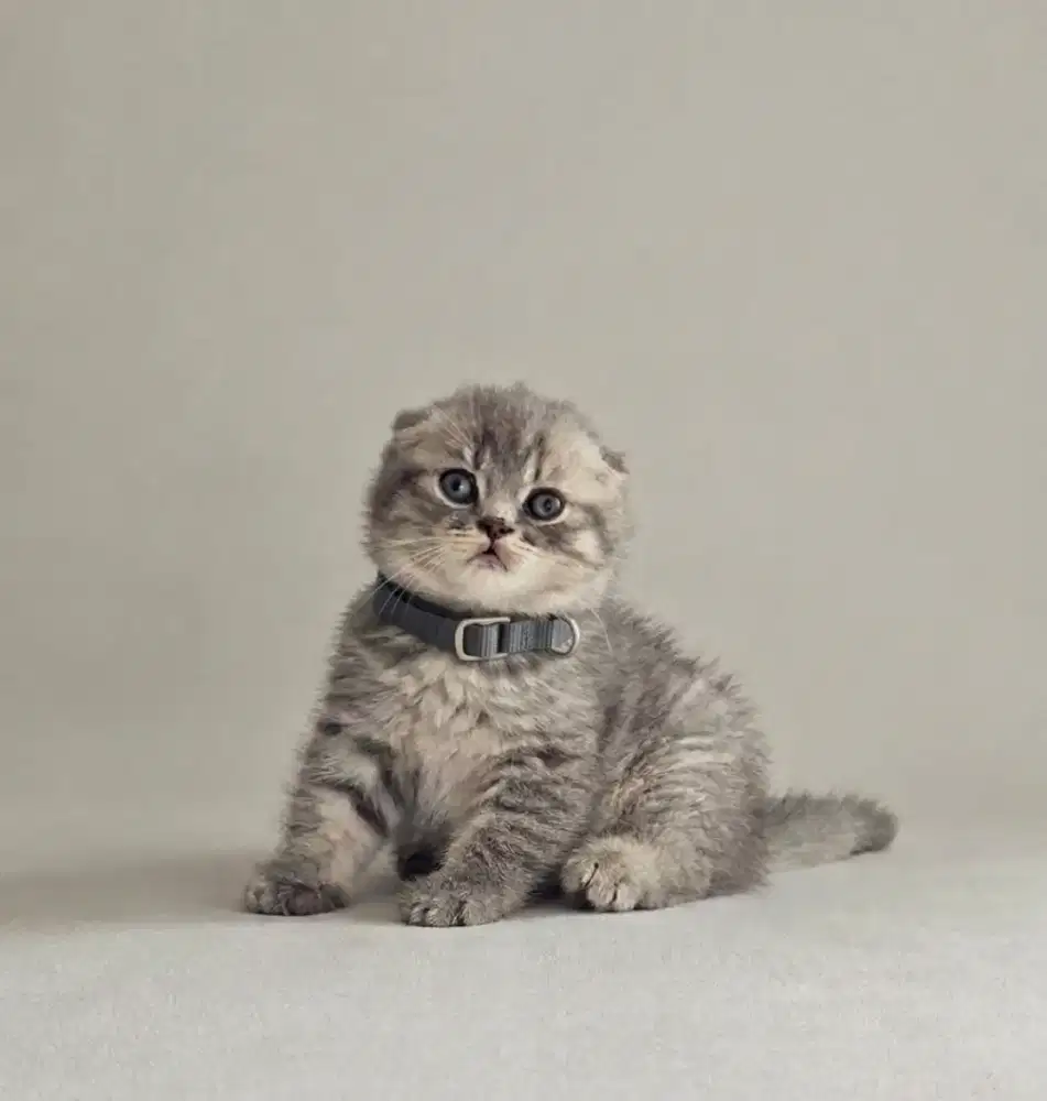 Triple Fold Male Silver tabby Line Import