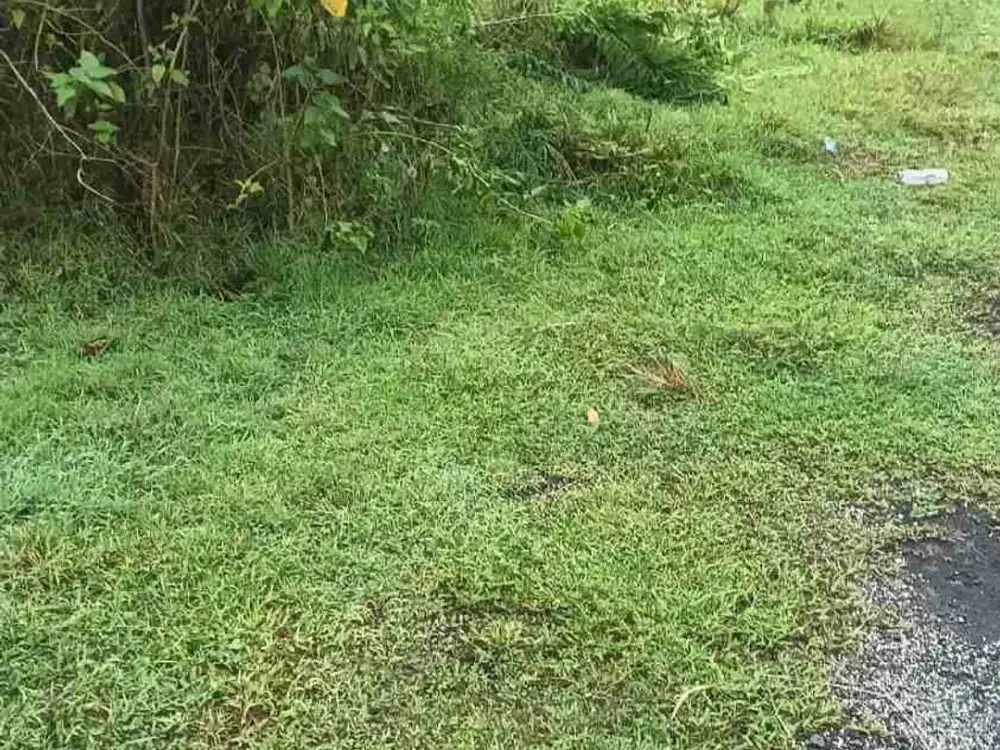 dijual tanah 240 m² IDR 475 juta per are dekat GWK Ungasan Kuta Selatan Badung Bali