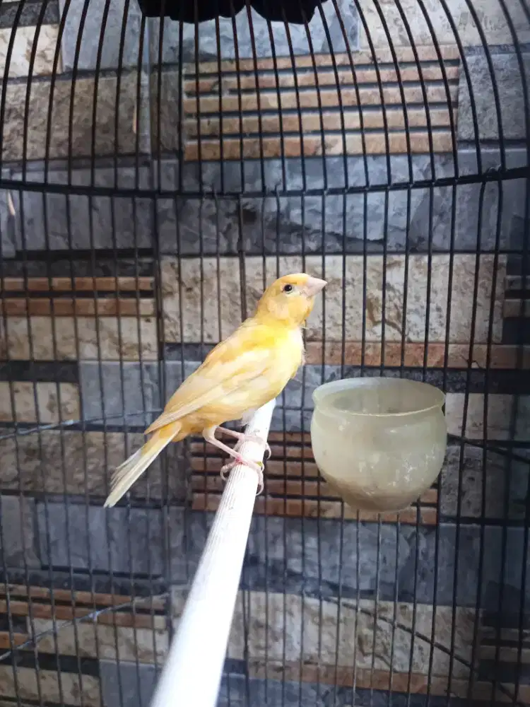 Kenari riwikan jantan