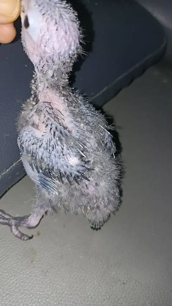 Anakan crimson conure