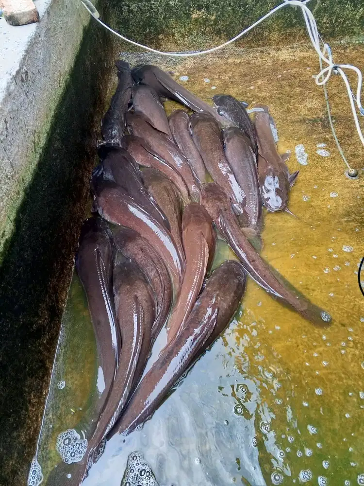 Indukan lele ,bibit dan nila merah