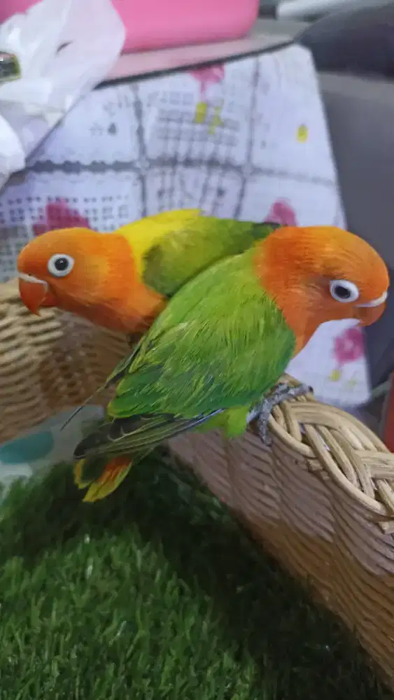 Sepasang biola green n euwing