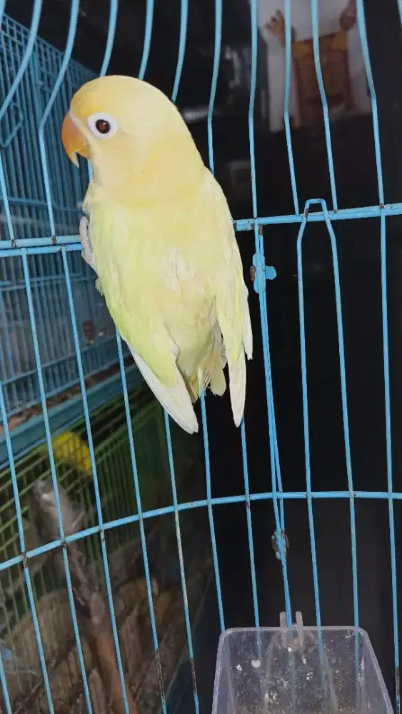 LB creamino retina merah