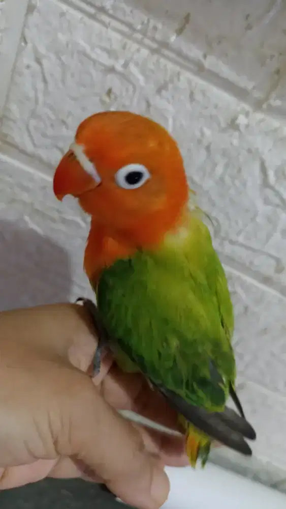 LB biola jinak ni minus