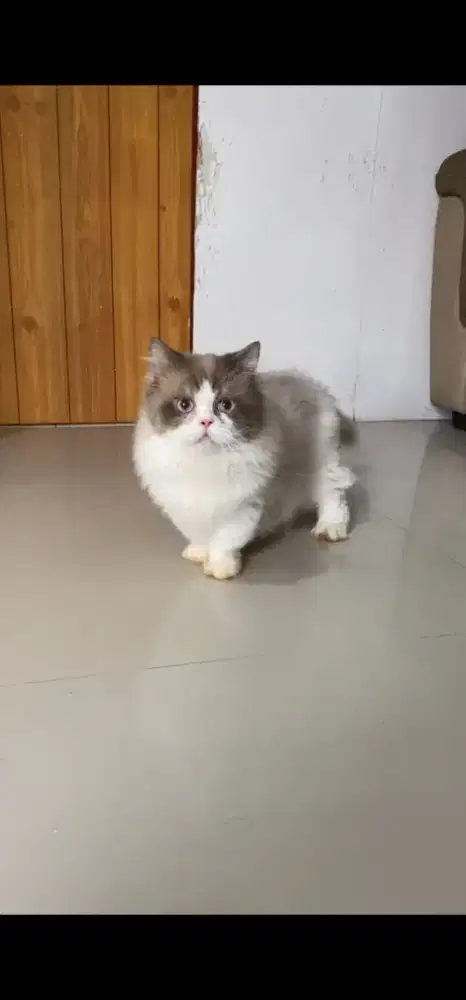 JASA Kawin Ragdol / Jasa Pacak Ragdoll Munchkin