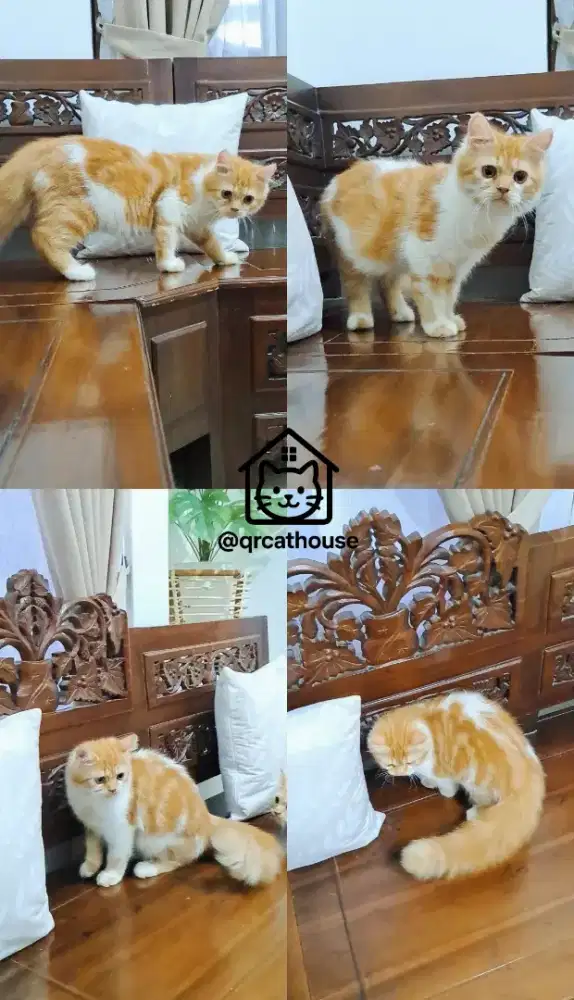 KUCING MUNCHKIN NS JANTAN 3 BULAN