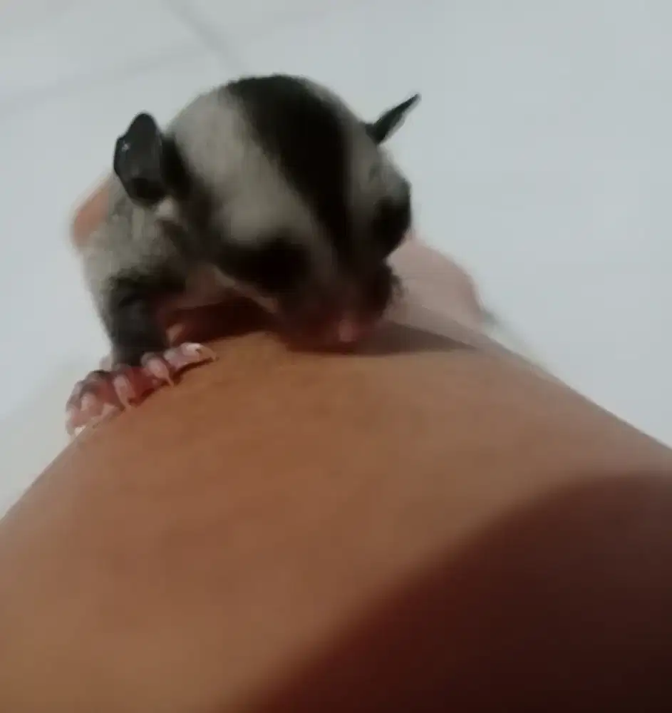 Dijual Sugar Glider Classic Grey Joey