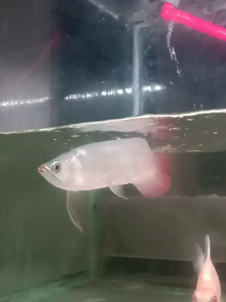 Ikan Arwana Super Red F4 25cm