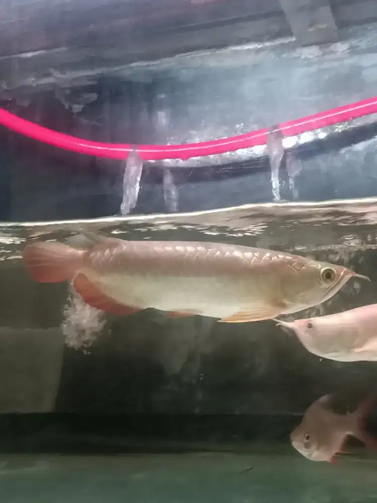 Ikan Arwana Crossback Golden 24K F5 28cm