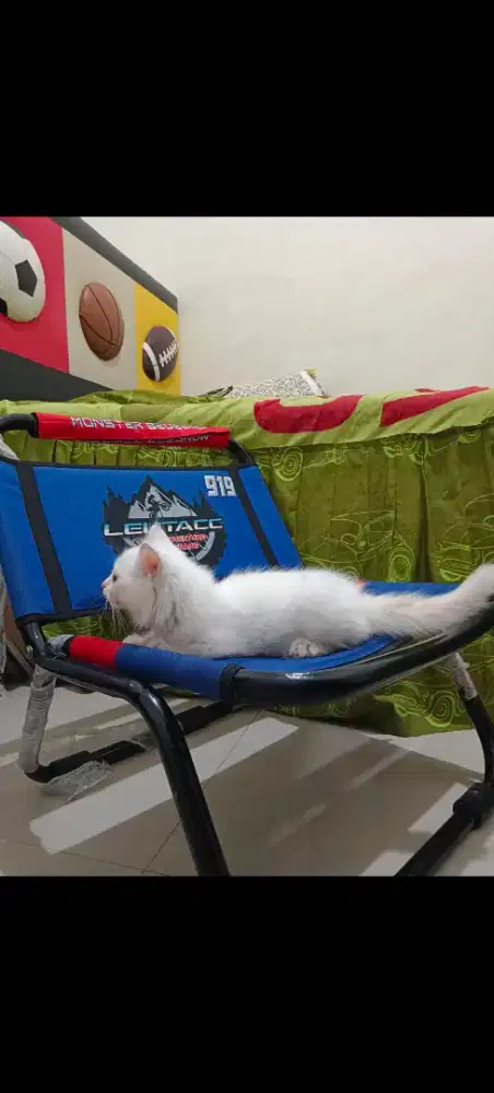 KUCING PERSIA LONG-HAIR