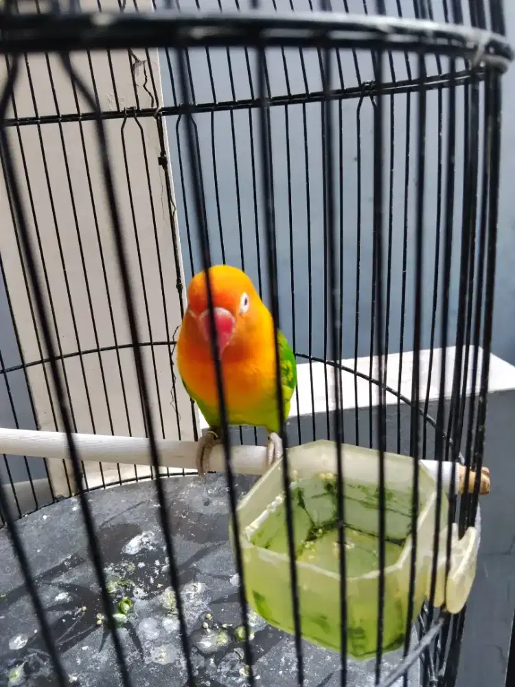 Lakbet mapan betina gacor