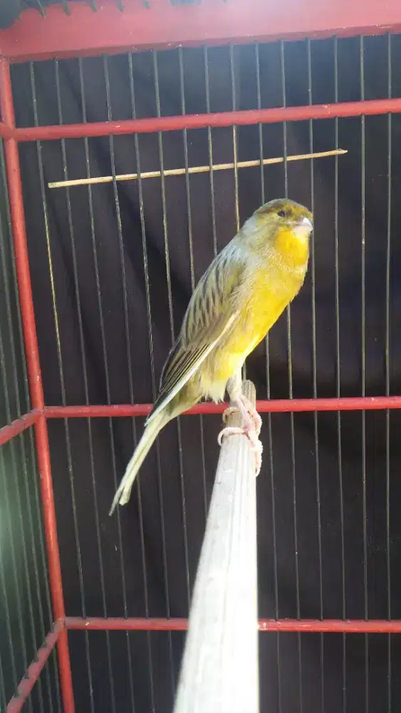 Kenari pejantan F2ys