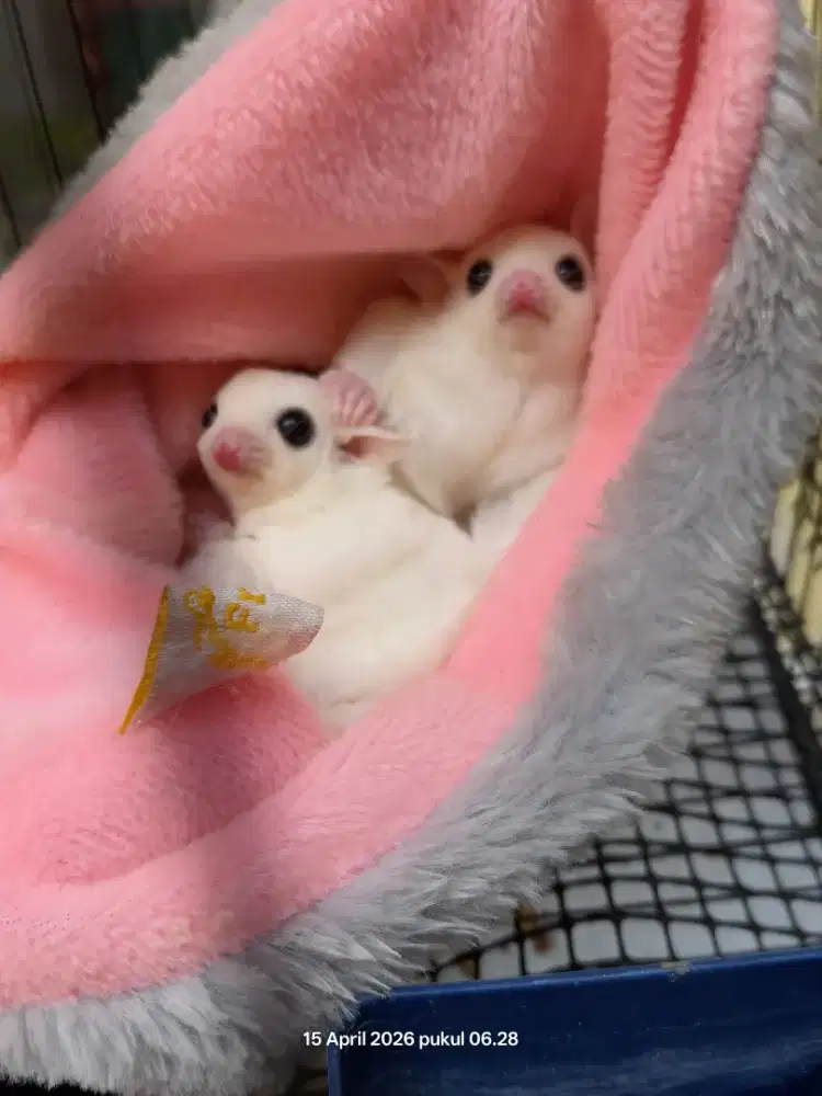 Sugar glider Joy leucistic