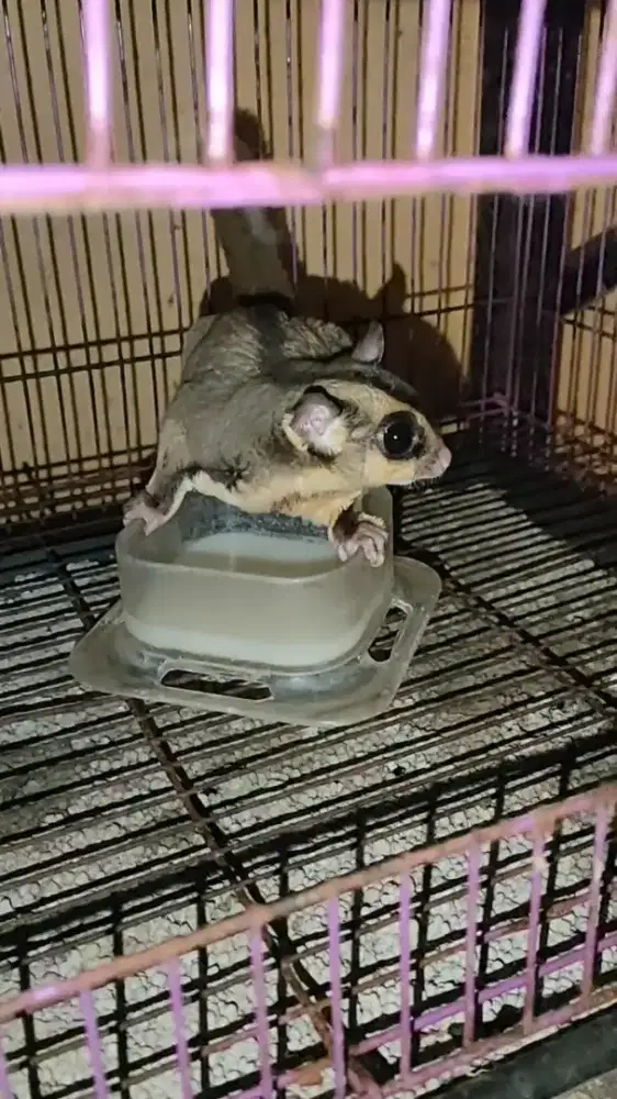 Sugar glider - Classic grey