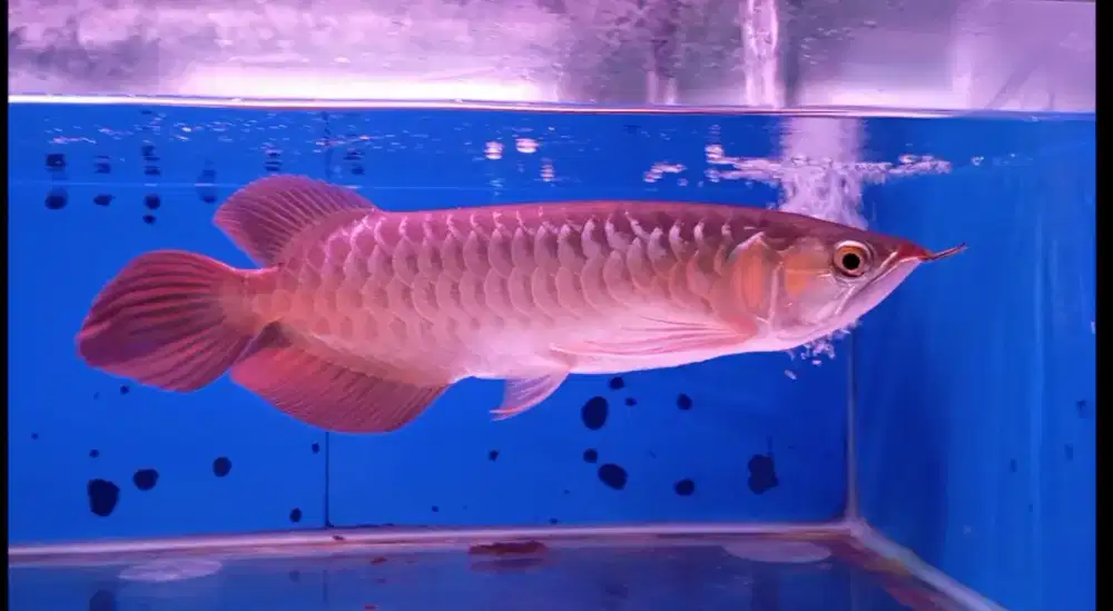 Arwana super red 31cm