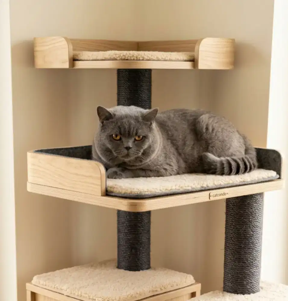 Kucing british shorthair pacak perkawinan jantan