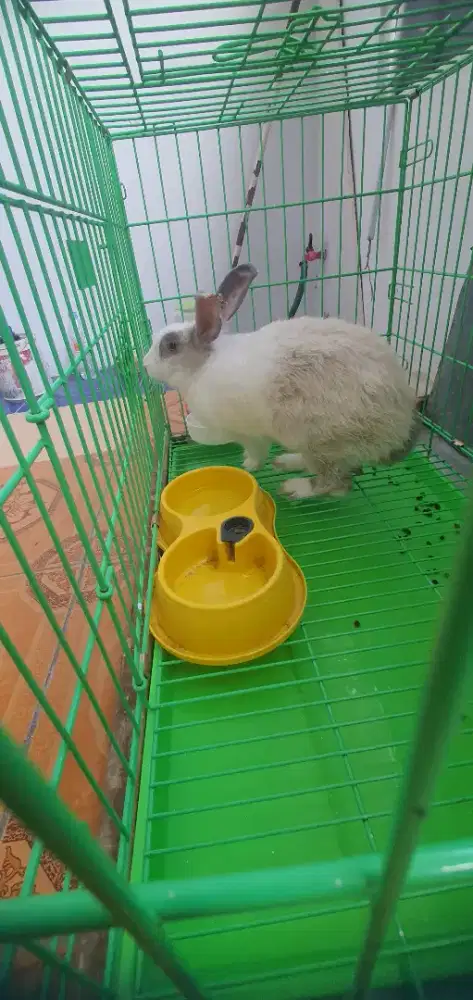 Kelinci besar jantan jenis kurang paham