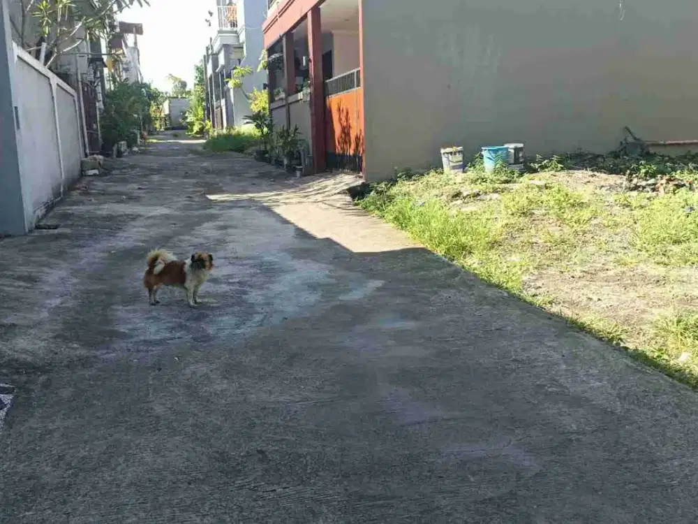 Jual Tanah 1 are Zona Kuning area Pemukiman srtategis & Tidak Banjir Jl Antasura Denpasar Utara.