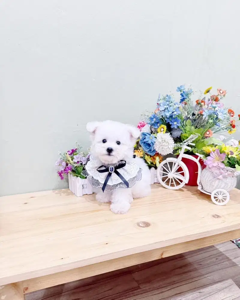 Male korean mini bichon frise bloodline import korea super cute face