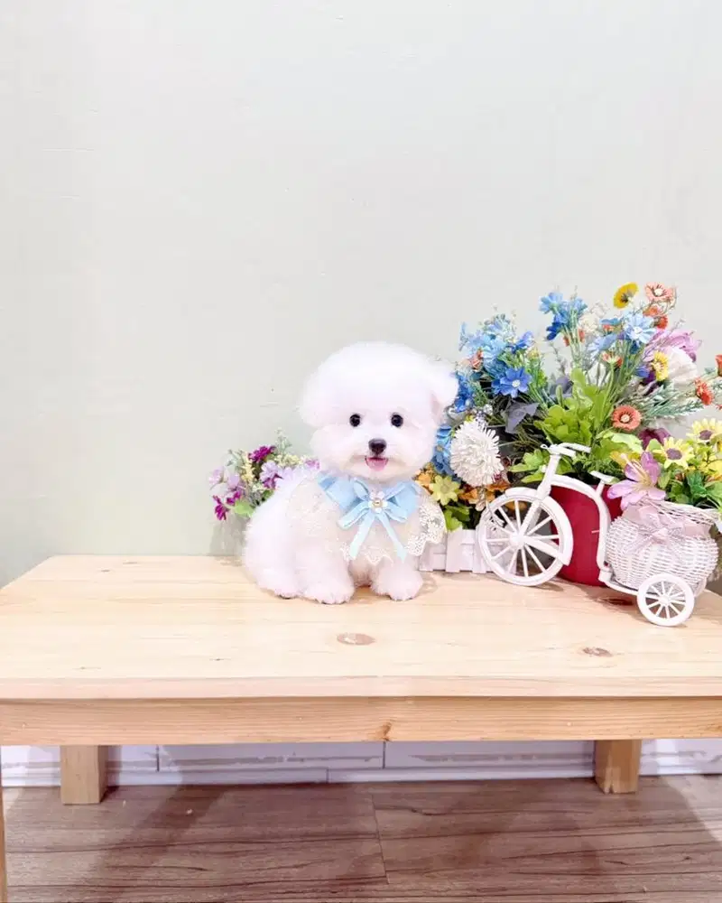 Korean mini bichon frise male super imut kaki cebol bloodline korea