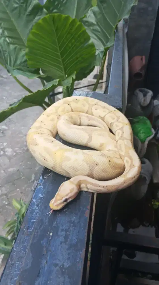 BP Banana Istimewa Murahh