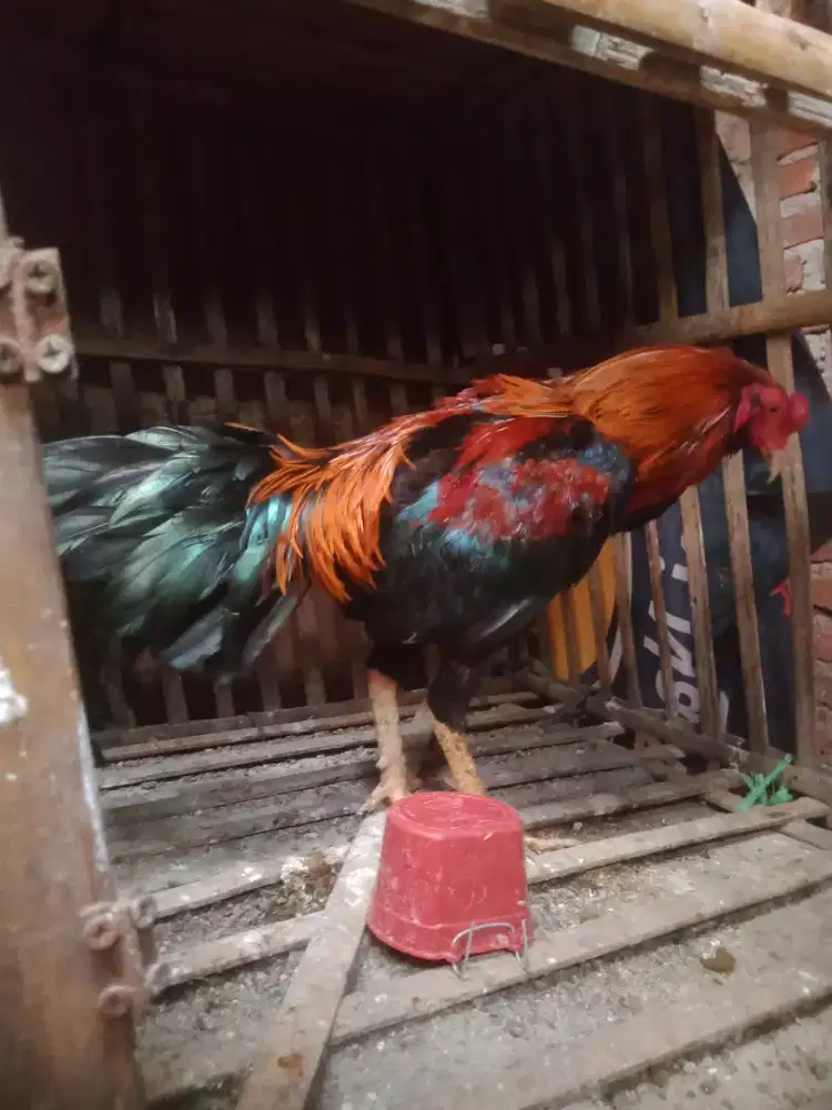 Ayam aseel jantan bagus siap kawin atau arena murah asli dari peterank
