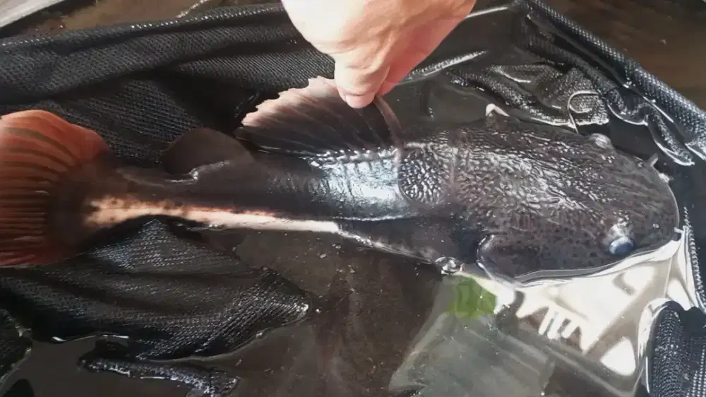 Ikan Lele Brasil Makan Pelet