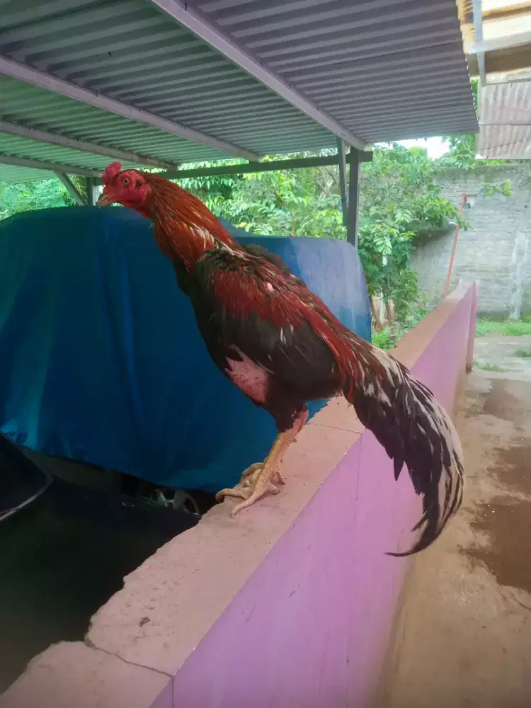 Aymnasesl Rajastan jantan siap arena master line ORI dari peternak