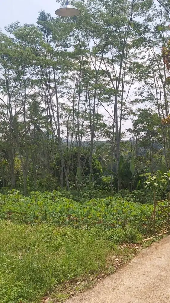 Dijual Lahan 1.098m2 Ds Cikembar -Kab Sukabumi, Jabar