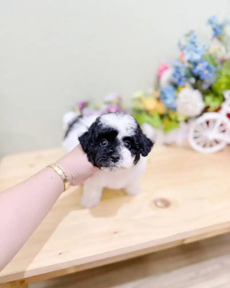 Male party poodle super cute face tiny teacup toy pudel poodel pudle