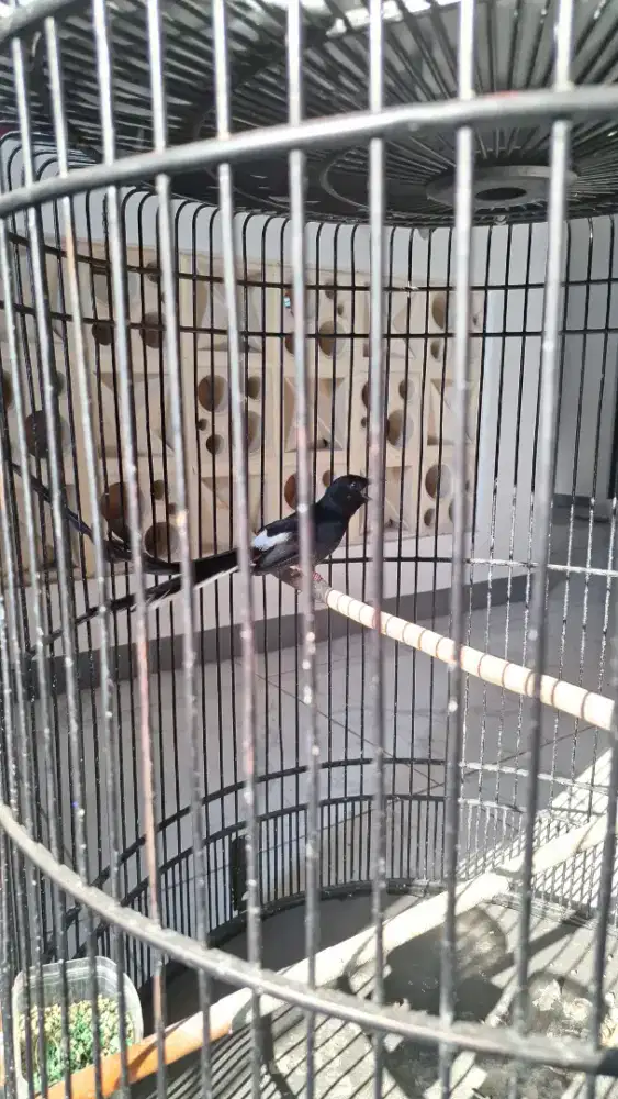 Murai Medan ekor pjg