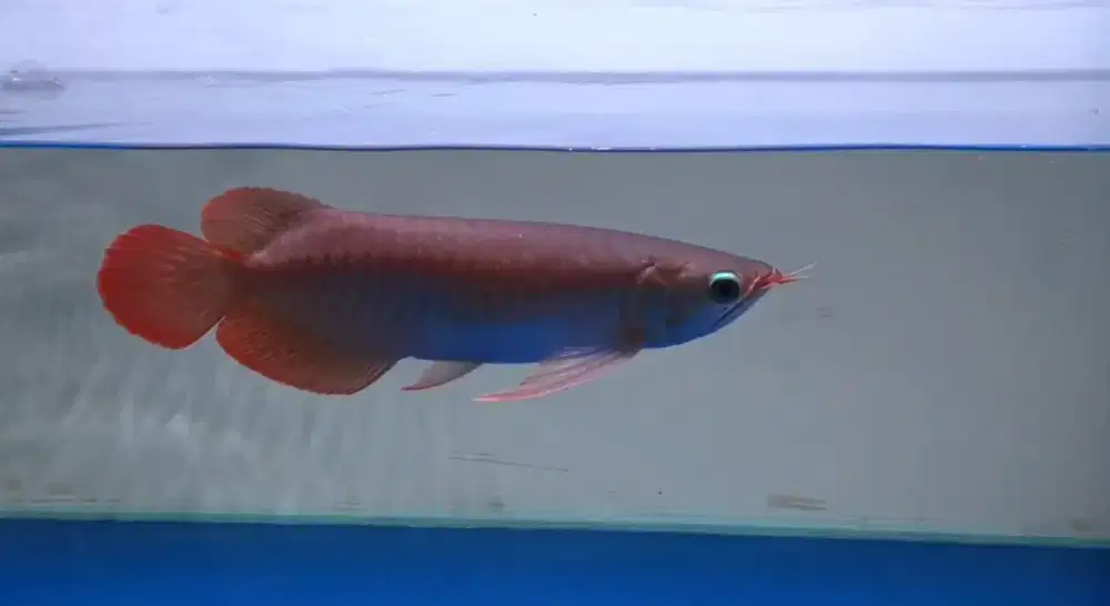 Arwana Super Red 25cm Spek Bagus