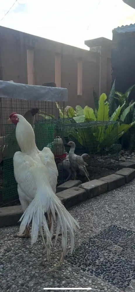 Jual Asel parot india