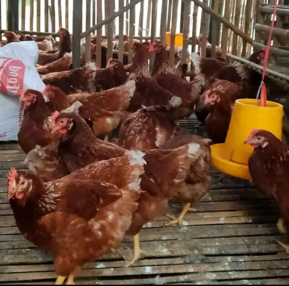 Ayam petelur produksi