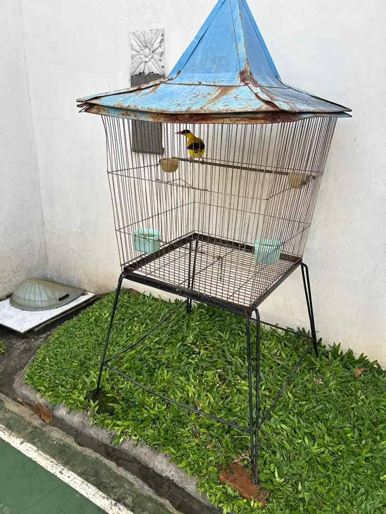 Yang Mau Merawat Kepodang