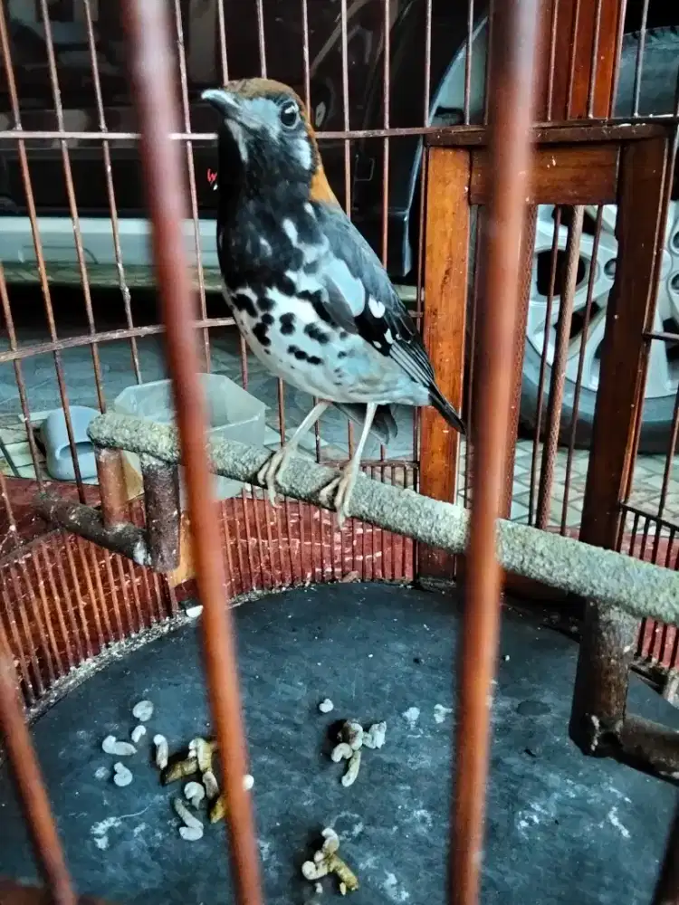 Anis kembang ngriwik kasaran