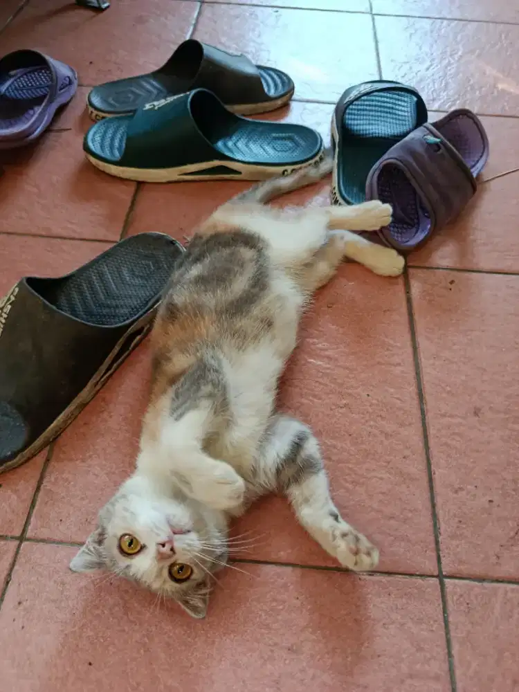 Scottish fold Calico dilute betina 7bln