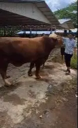 2 ekor sapi raksasa jumbo 950kiloan timbang hidup sapi qurban premium