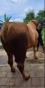 2 ekor sapi raksasa jumbo 950kiloan timbang hidup sapi qurban premium