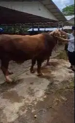 2 ekor sapi qurban raksasa 950kiloan siap hewan kurban premium 2026 ok