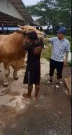 2 ekor sapi qurban raksasa 950kiloan siap hewan kurban premium 2026 ok