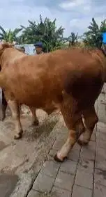 2 ekor sapi qurban raksasa 950kiloan siap hewan kurban premium 2026 ok