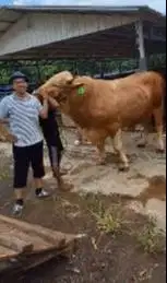 2 ekor sapi raksasa jumbo 950kilo layak sapi qurban premium 2026 puas