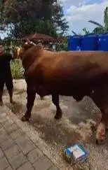 2 ekor sapi raksasa jumbo 950kilo layak sapi qurban premium 2026 puas