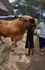 2 ekor sapi jantan raksasa 950kilo timbang riil siap qurban premium ok