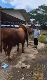 2 ekor sapi jantan raksasa 950kilo timbang riil siap qurban premium ok